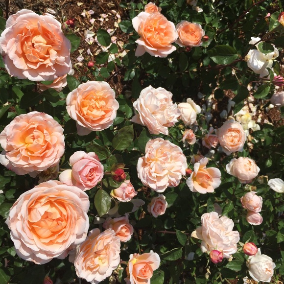 Meet your Posher, Caroline - Picture 1 of 1